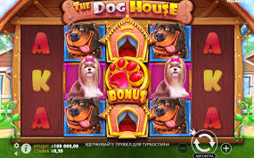 도그하우스에서 즐기는 최고의 게임 경험